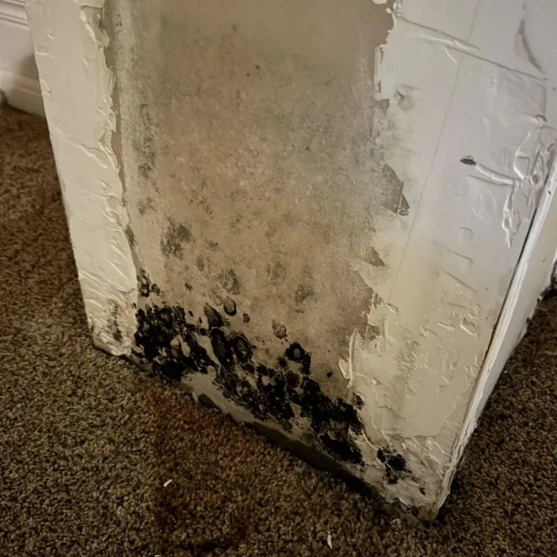 Professional Mold Removal in Belle Haven, VA